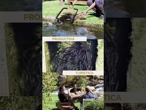 EN VENTA "CRIADERO DE TRUCHAS RIO NEGRO" EN EL BOLSÓN