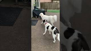 Video preview image #1 Great Pyrenees Puppy For Sale in Spring, TX, USA