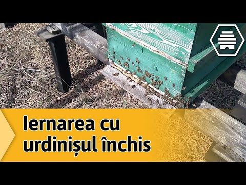 Iernarea cu urdinișul închis