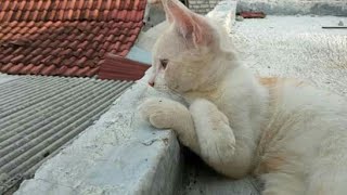 Download lagu September band bintang hatiku lirik mp3 Download lagu September band bintang hatiku lirik mp3