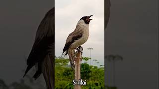 Download lagu Pikat Kutilang Mania #kutilanggacor mp3