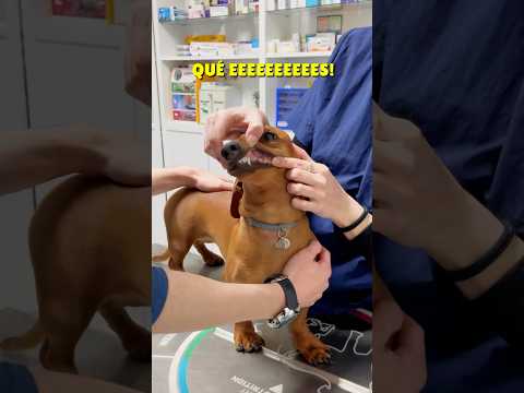 I'm going to the vet! 💖 #shorts #dachshund #reels #doglover #dogs #funnydogs #viral #dog