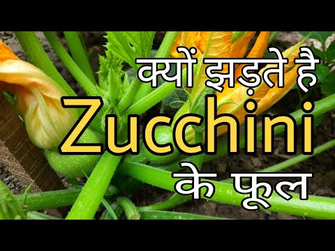 , title : 'क्यों झड़ते हैं Zucchini के फूल | Cause of Zucchini Fruit falling off the Plant | Hand pollination |'