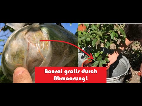 Bonsai Gratis durch Abmoosung: Airlayering ernten und einpflanzen