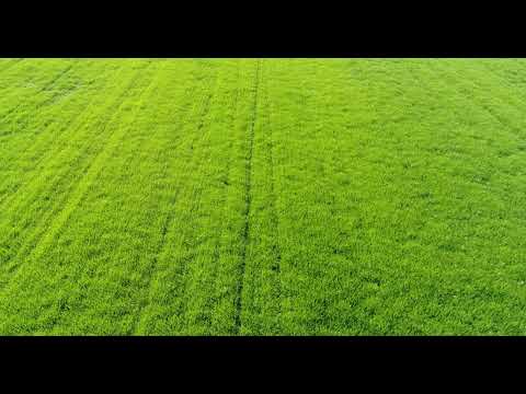 KWS ULTIM Wheat: Regenerative Potential in Southern Europe