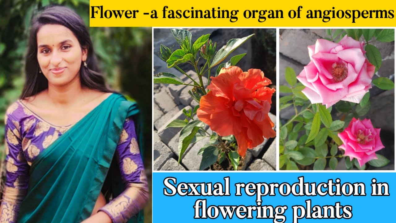 Flower-a fascinating organ of angiosperms/sexual reproduction in flowering plants/NCERT/NEET/L-1