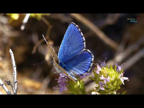 Papillon de jour dans la province de Malaga