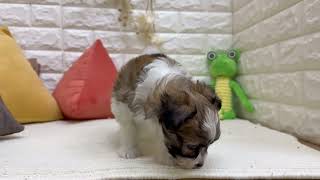 ハーフ犬の動画01