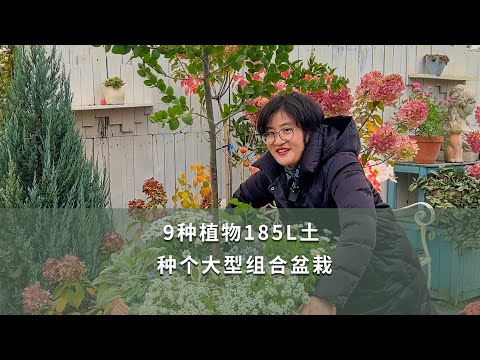 大型植物盆栽