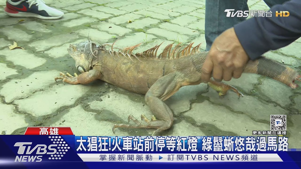 綠鬣蜥出沒高餐大學操場「人蜥」賽跑對抗