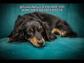 Dog Barking At Night Free Sound Effects Royalty Free