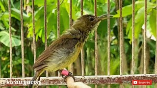 Download lagu kolibri ninja (konin) ijoan gacor full isian durasi panjang cocok untuk Masteran konin bahan mp3