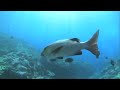 Shark Eden | National Geographic