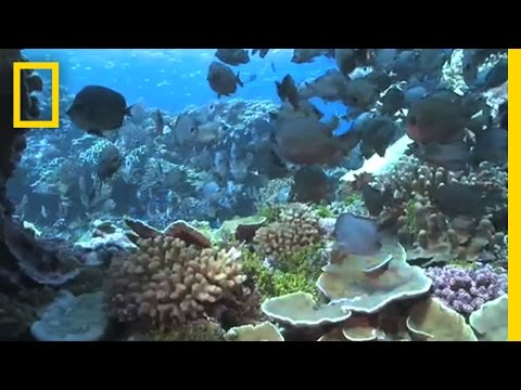 Thumbnail of the video: Shark Eden | National Geographic