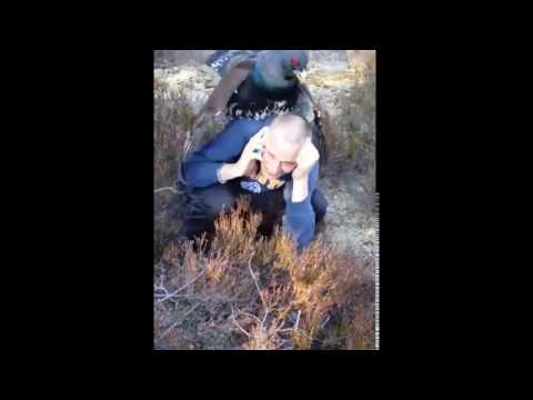 Western capercaillie thinks guy in blue sweatshirt is his mate