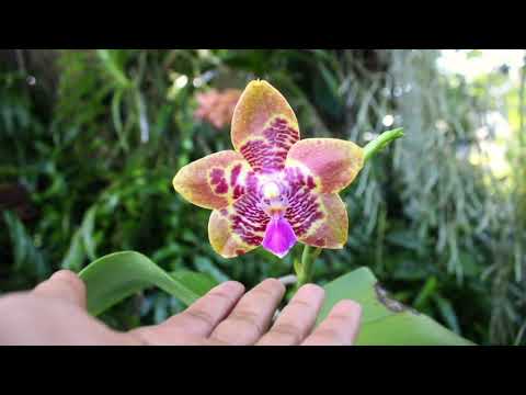 Rarest Orchid I've Owned - Joy Spring Tina 'Anaconda' REVIEW