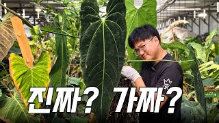 당신의 다크마마는 진짜입니까? ㅣ 안스리움 다크마마 오리지널 ㅣ 다크마마 인도폼에 대하여 ㅣ 안스리움 분갈이