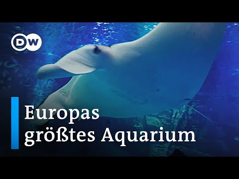 Nausicaá Boulogne-sur-Mer - Das größte Aquarium Europas | Europa maxximal