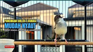 Download lagu suara burung CIBLEK GACOR NGEBREN Pancingan Ciblek Semi bahan jadikan ciblek kristal gacor Tarung mp3