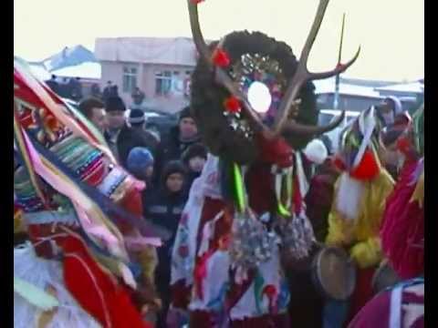 cerbu baltati 2012 2013