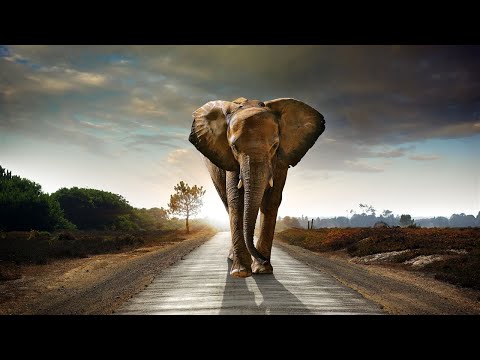 Kamahl ~ The Elephant Song Lyrics