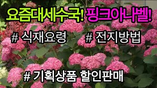 핑크아나벨수국 ! 식재요령과 전지방법 풍성하고 오래동안 꽃을 보시려면 장프로만 따라하기!