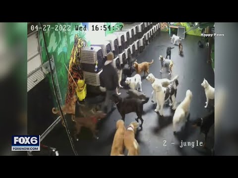 Milwaukee dog daycare takes heat over social media videos | FOX6 News Milwaukee