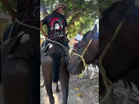 Así llegan los caballos a las cabalgatas de grillo alegre en el roble sucre