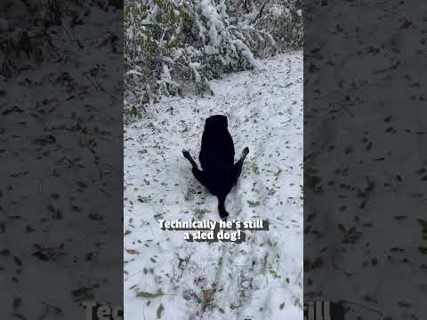 C'est... une façon de se déplacer 🤣❄️