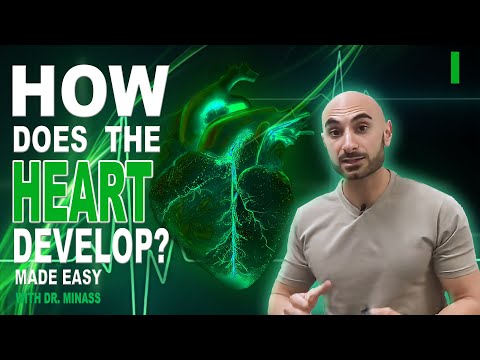 Embryologie du coeur