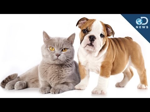 Are Cat People Smarter Than Dog People?