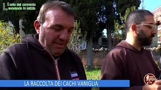LA RACCOLTA DEI CACHI VANIGLIA (L'orto del Convento 14 Dicembre 2024)