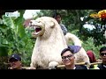 Bunga Sedap Malam BUROK PKC Live Gunungsari Waled 03 April 2025‎⁨ PKCOFFICIAL⁩