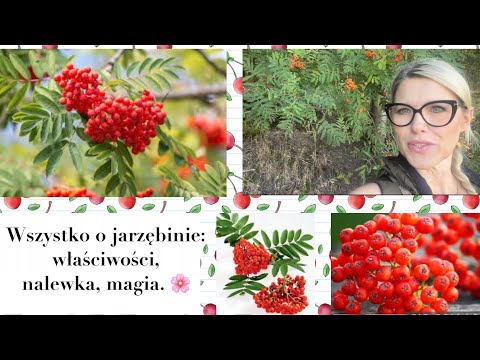 O jarzębinie wszystko- właściwości, przepis na nalewkę, magiczne moce 🌱🌿🌱🪄🪄🍯