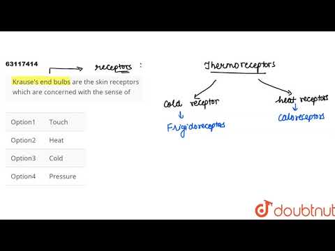 Krause\'s end bulbs are the skin receptors which are concerned with the sense of