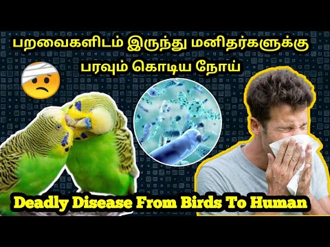 Deadly Disease Spread From Pet Birds To Human ||Symptoms &Treatment For Bacterial Disease from Birds