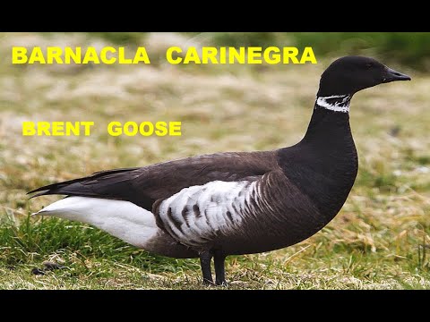 BARNACLA CARINEGRA | BRENT GOOSE | Branta bernicla