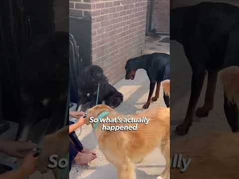 Golden Retriver Meets Completly Shut Down Rescue For The First Time