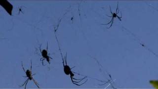 preview picture of video 'Arachnophobia 2009'