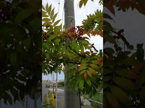 ナナカマド、ナナカマドベリー 植物