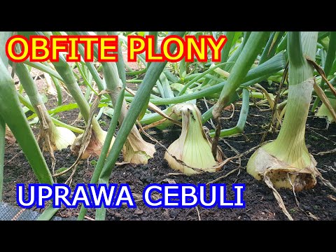 Jak uprawiać Cebulę, aby uzyskać Obfite Plony. Cebula z Dymki i Siewu.