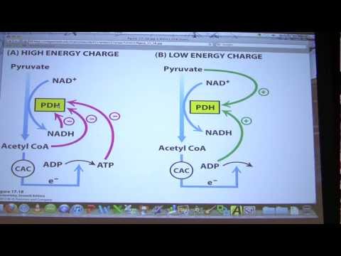 #29 Biochemistry Citric Acid Cycle II Lecture for Kevin Ahern's BB 451/551