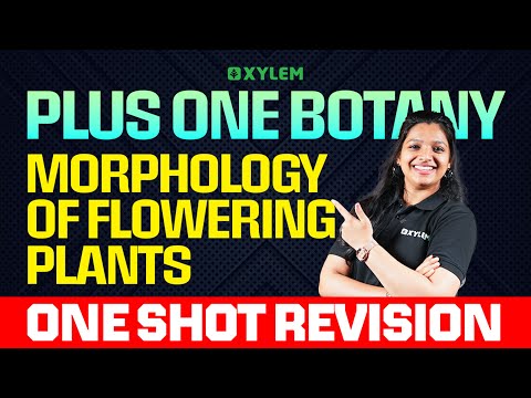 Plus One Botany | Morphology of Flowering Plants | One Shot Revision | Xylem Plus One