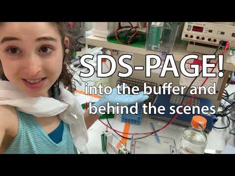 SDS-PAGE theory & practice: into the buffer and behind the scenes!