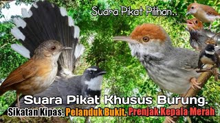Download lagu Suara Pikat BURUNG SIKATAN KIPAS Dan PELANDUK BUKIT PRENJAK KEPALA MERAH. Ampuh.. mp3 Download lagu Suara Pikat BURUNG SIKATAN KIPAS Dan PELANDUK BUKIT PRENJAK KEPALA MERAH. Ampuh.. mp3