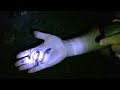 How To Catch Worms Catching Nightcrawlers At Night