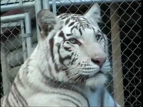 The Lion Man - Seaseon 1 Episode 13.