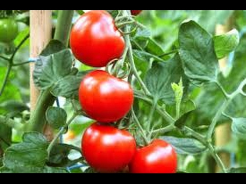 , title : 'Como Desarrollar un Cultivo De Tomate  - TvAgro por Juan Gonzalo Angel'