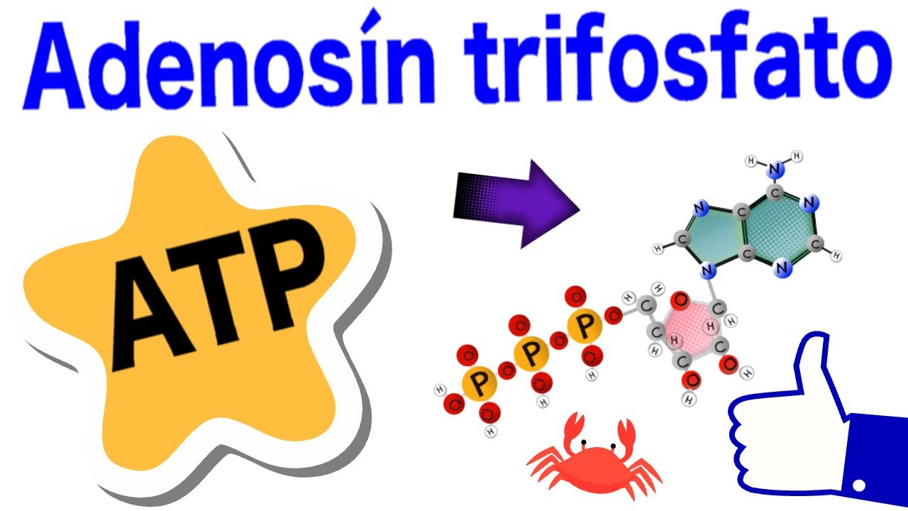 Adenosine triphosphate - ATP | Structure, functions, hydrolysis and cycle 😸