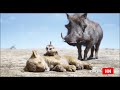 Timon And Pumba Find Simba Original Latin American Spanish Voices The Lion King